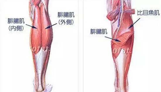 腓肠肌和比目鱼肌的作用及运动方式